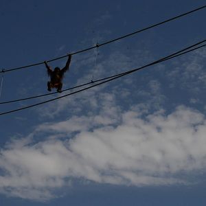 Orangutan skywalk