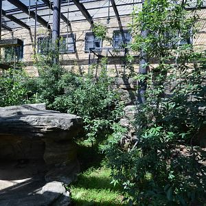 White-handed gibbon exhibit
