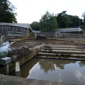 Indian rhinoceros exhibit