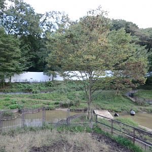 Malayan tapir exhibit