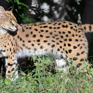 Serval