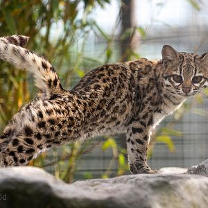 Oncilla : Hamerton : 09 Aug 2015