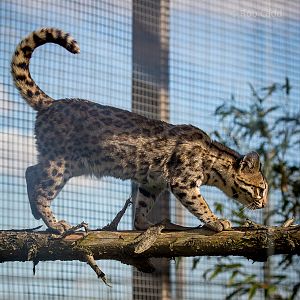 Oncilla : Hamerton : 09 Aug 2015