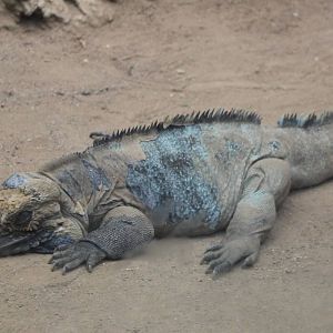 Rhino iguana