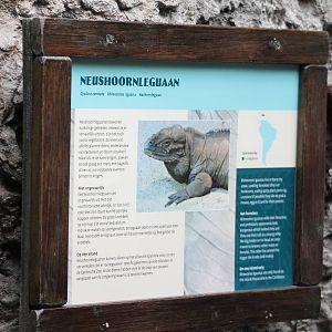 Sign Rhino iguana