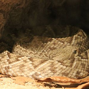 Mexican west coast rattlesnake