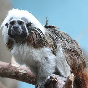Cotton top tamarin