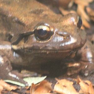 Mountain chicken frog