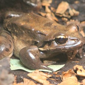 Mountain chicken frog