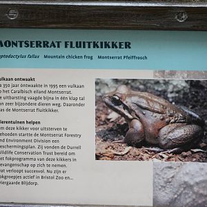 Sign Mountain chicken frog