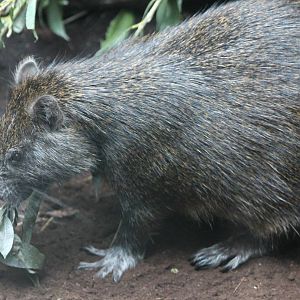 Cuban hutia