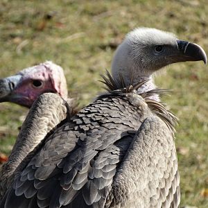 Nov. 2015 - Africa - Ruppell's Vulture + Lappet-faced Vulture