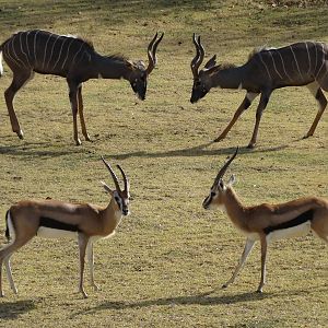 Nov. 2015 - Africa - Near Perfect Photo