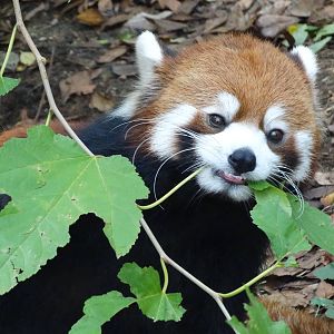 Nov. 2015 - Red Panda - Lin