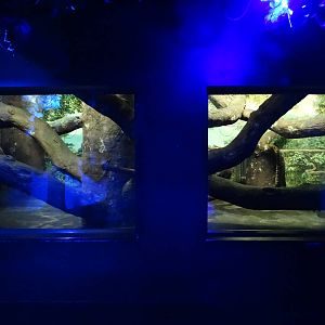 Nov. 2015 - Night Hunters - Clouded Leopard Exhibit