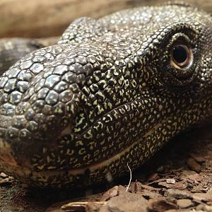 Nov. 2015 - Dragons! - Crocodile Monitor