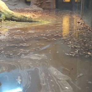 Nov. 2015 - Dragons! - Flooding in the Komodo Dragon Exhibit