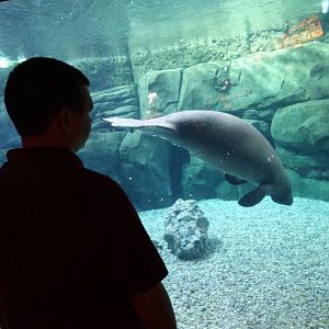 Nov. 2015 - Manatee Springs - BamBam