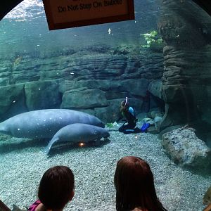 Nov. 2015 - Manatee Springs - Manatee Bubble Viewing