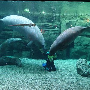 Nov. 2015 - Manatee Springs - Betsy + BamBam Feeding