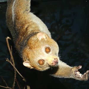 Nov. 2015 - Jungle Trails - Potto