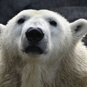 Nov. 2015 - Lords of the Arctic - Berit