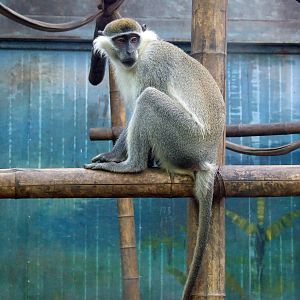 vervet monkey (Chlorocebus pygerythrus)