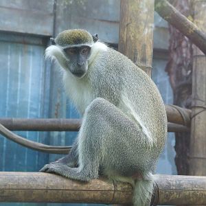 vervet monkey (Chlorocebus pygerythrus)
