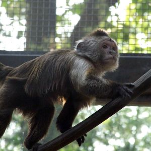 weeper capuchin (Cebus olivaceus)