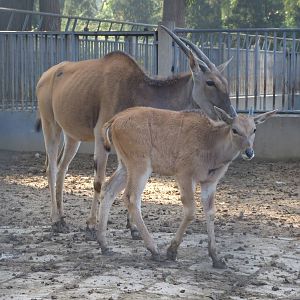 eland
