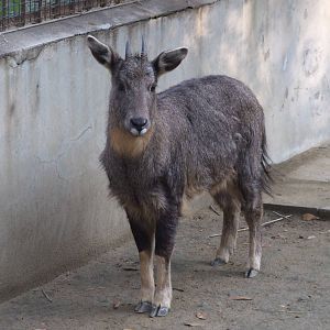 Chinese goral (Nemorhaedus griseus)