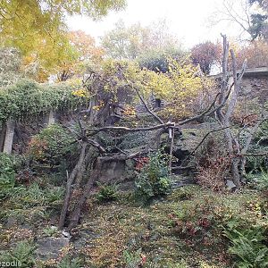 Rather Nice Red Panda Exhibit