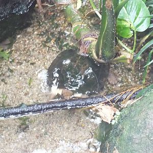 Enigmatic Leaf Turtle