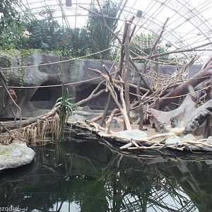 Indoor Orangutan Enclosure