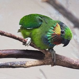 Edward's Fig-parrot