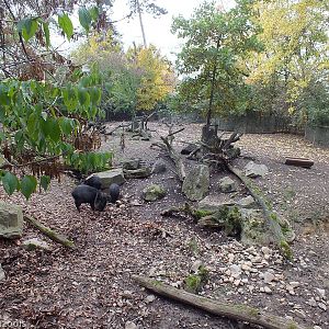 Collared Peccary Enclosure