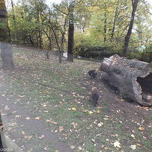 Bush Dog Exhibit with Youngsters