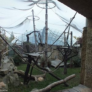 Orangutan Outdoor Enclosure