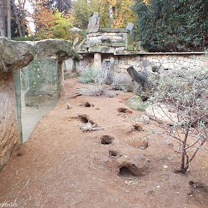 Cape Ground Squirrel Enclosure
