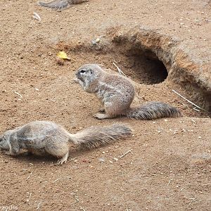 Cape Ground Squirrels
