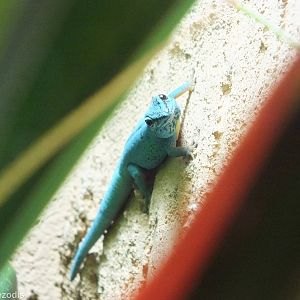 Electric Blue Day-gecko Male