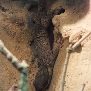 African Banded Velvet-gecko