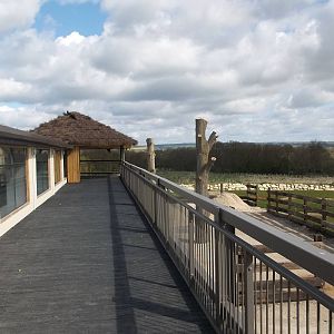 Progess on Black Rhinoceros development, 28th April 2015