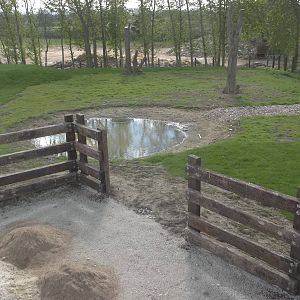 Progess on Black Rhinoceros development, 28th April 2015