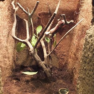 Rufous Egg-eating Snake Enclosure