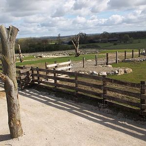 Progess on Black Rhinoceros development, 28th April 2015