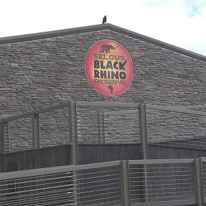 Progess on Black Rhinoceros development, 20th May 2015