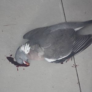 Sad sight inside the Black Rhinoceros development, 20th May 2015