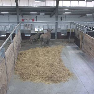 Happier sight inside the Black Rhinoceros development, 27th October 2015