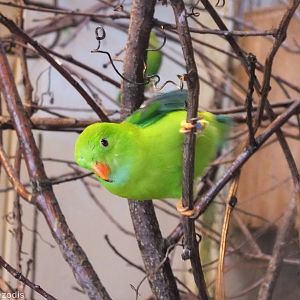 Vernal Hanging Parrot